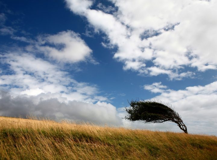 one tree on a field deformed by wind