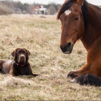 horses-field_1048944-22285507
