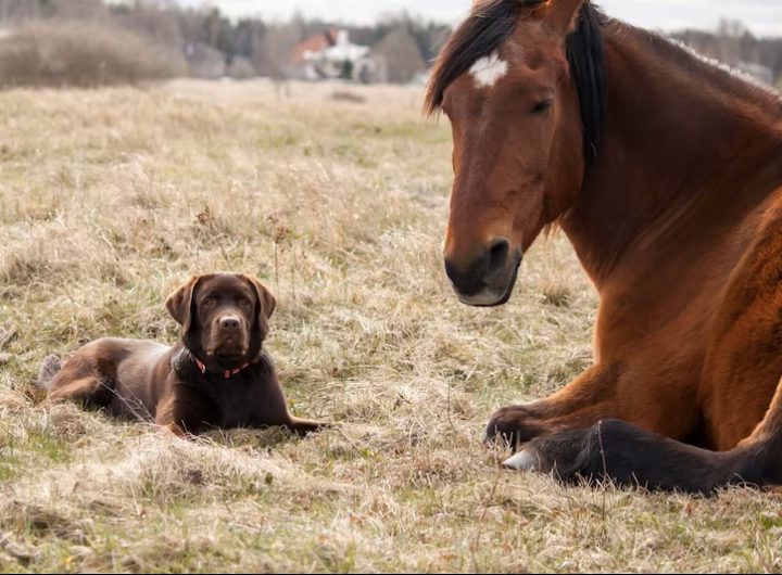 horses-field_1048944-22285507