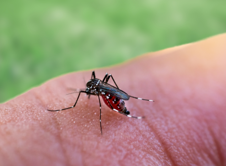 tantar_malaria